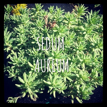 sedum aureum Hyspanicum